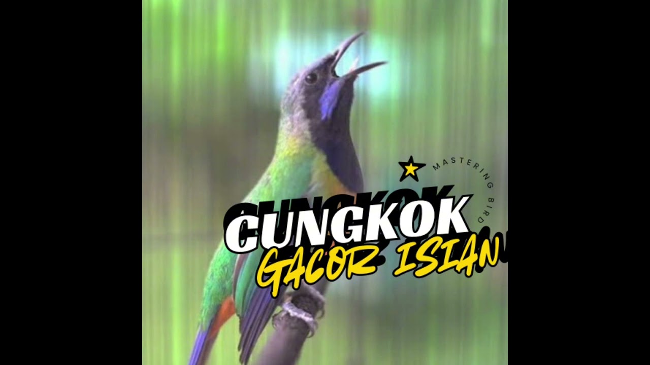 MATERI IDAMAN JURI CUNGKOK GACOR TEMBAKAN KUNTI  #cungkokgacor #masterankasar 