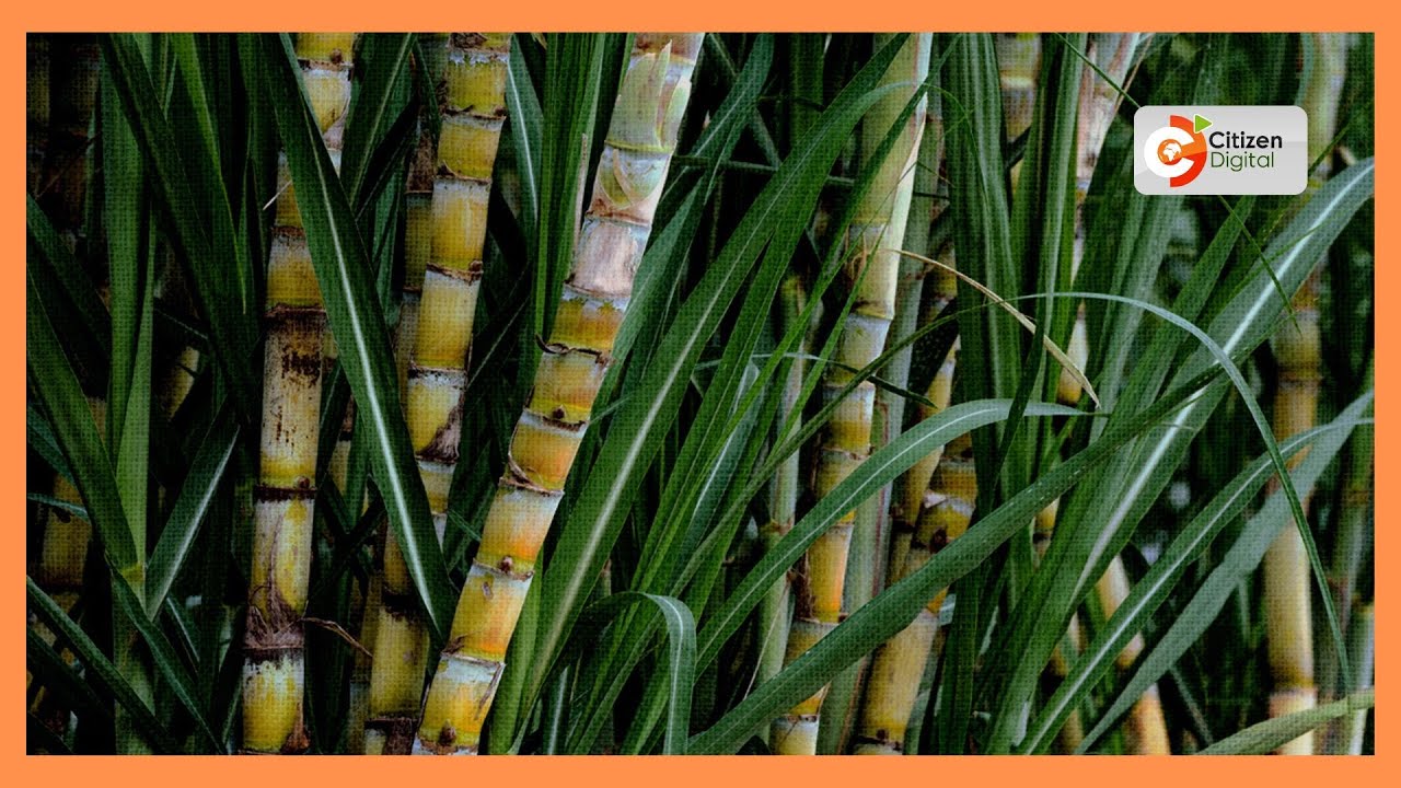 Nzoia Sugar Factory to be leased to a private investor