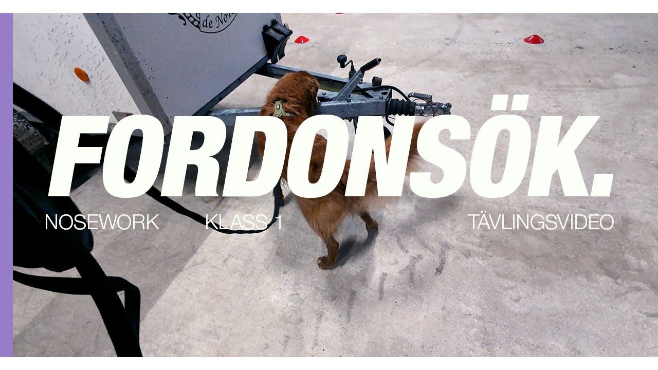 Full pott men känslan var sådär💭 - Tävlingsvlogg nosework