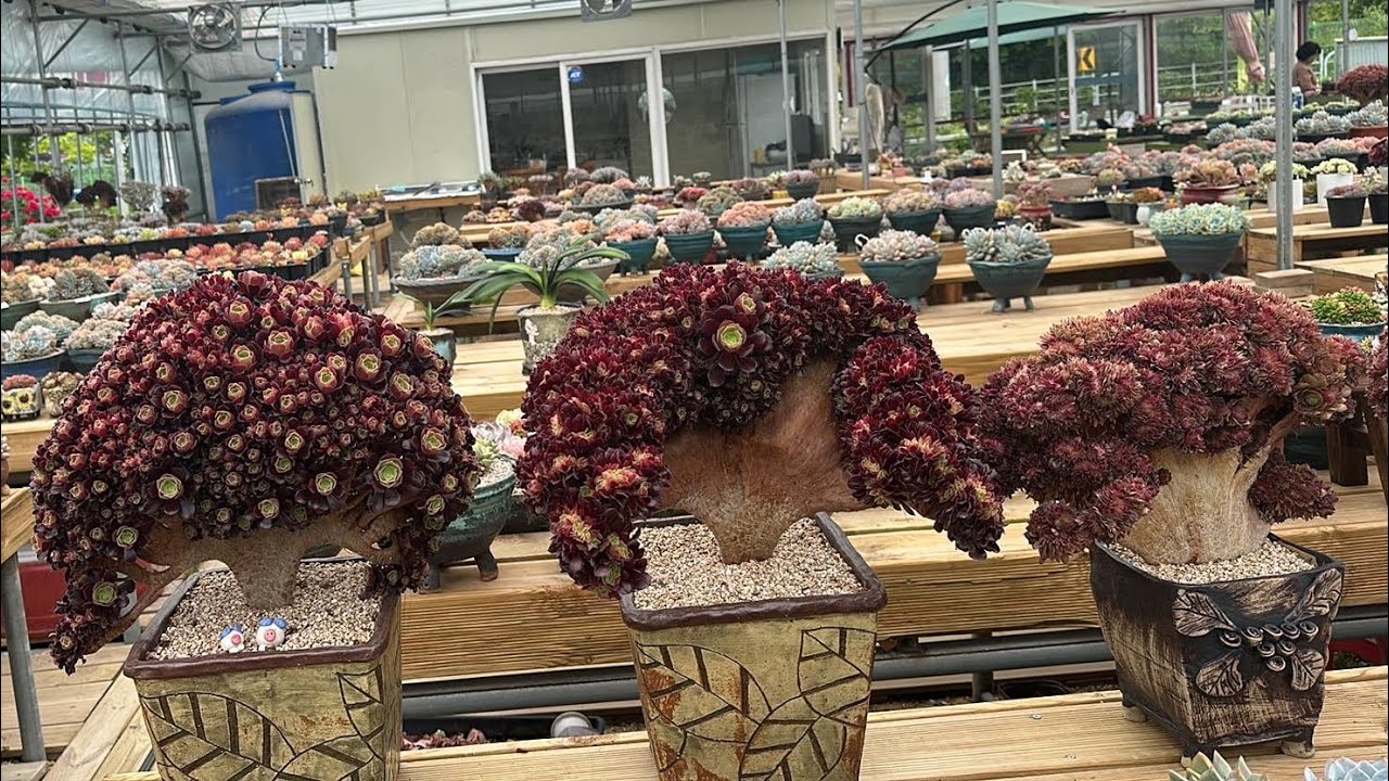 Korean succulents in the farm available for preorder by cactus and succulent lover 464