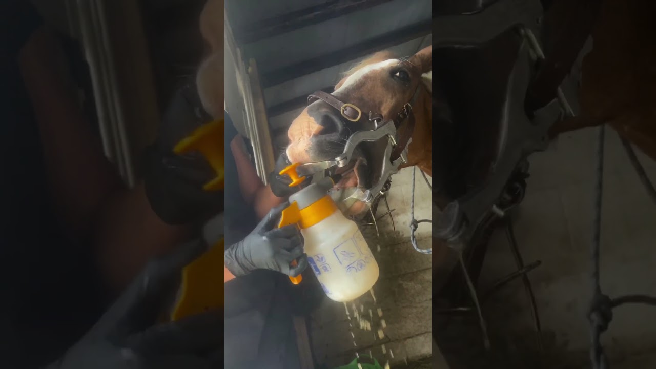 The Horse Dentist visits Romeo 🐴 🦷 #horsecare #horses #thehorsebarber #horsedentist