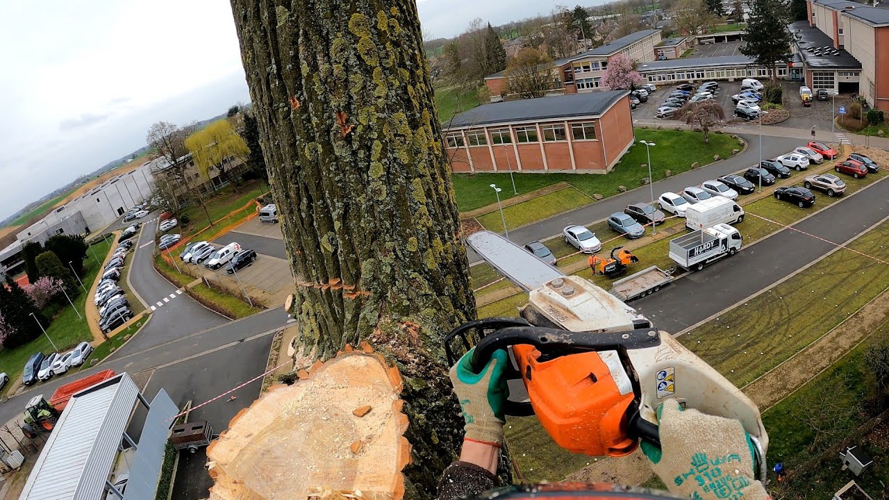 GROS DÉMONTAGE ET ABATTAGE D'ARBRES IMMENSES !! STIHL 261