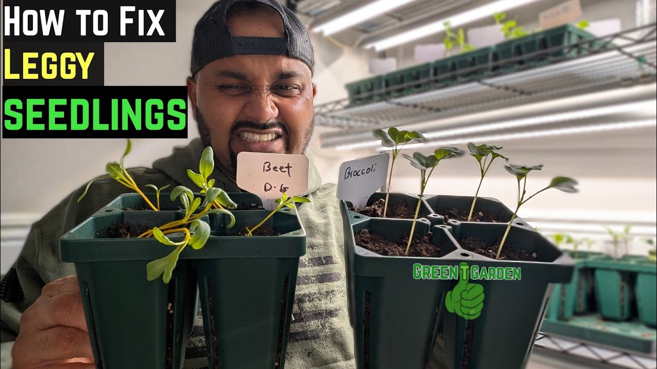 Fix leggy Seedlings | Save Your Plants Before Too Late !  #garden #gardening #tipsandtricks