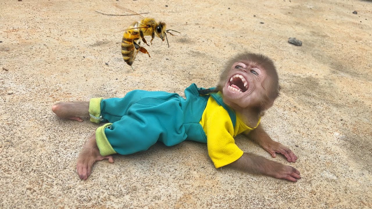 Monkey Bon screams in fear after a bee flies right into his face!