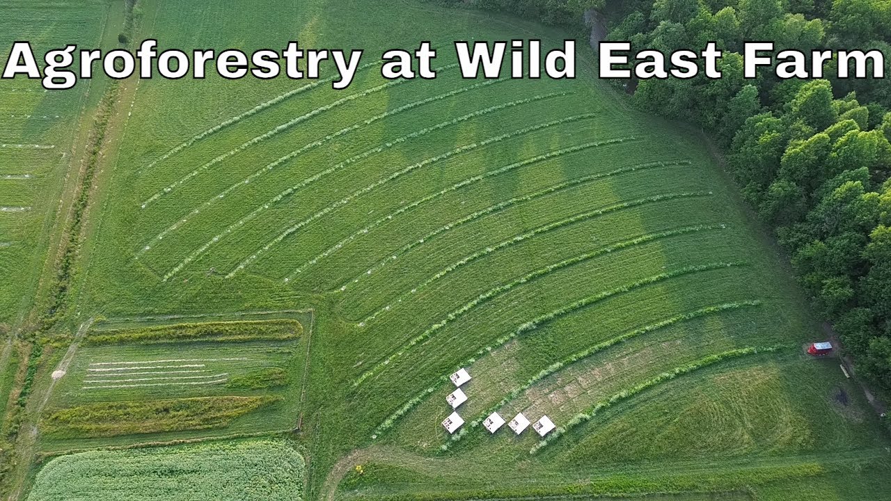 Transforming A New Farm Into A Thriving Silvopasture