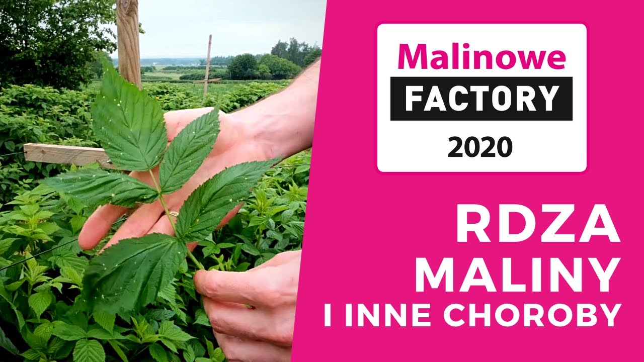 Rdza maliny i inne choroby wymagające uwagi w sezonie 2020