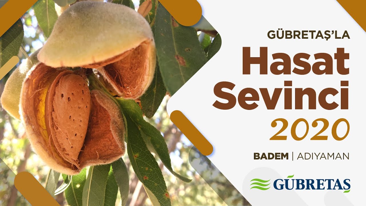 Badem Hasat Sevinci | Adıyaman