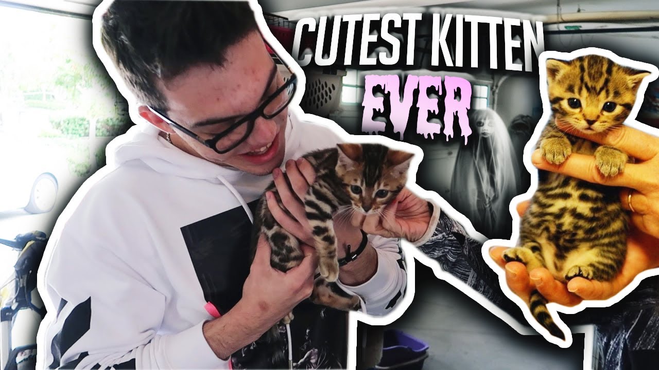 THE NEW FAZE HOUSE PET!