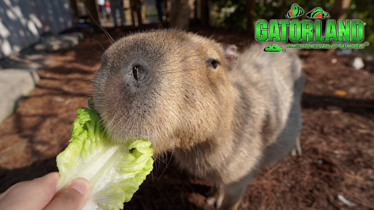 Встреча с капибарами и кормление аллигаторов в GATORLAND Orlando!