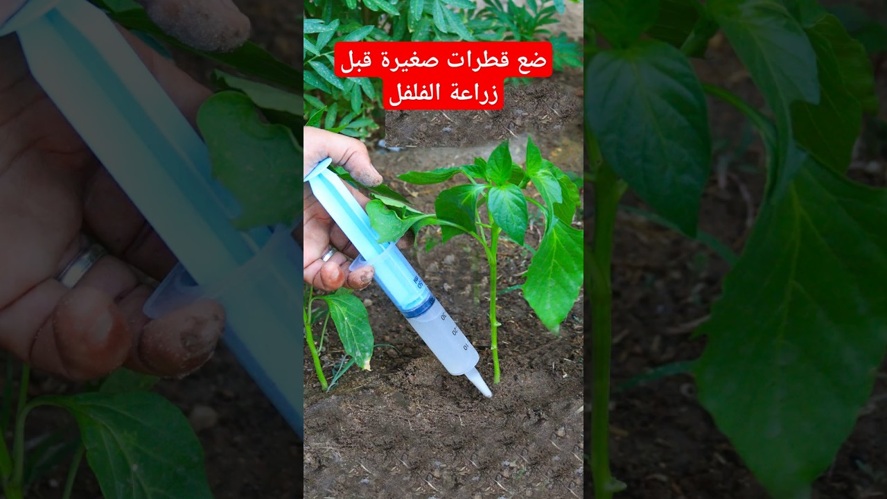 لا تزرع الفلفل لا بهذة الطريقة