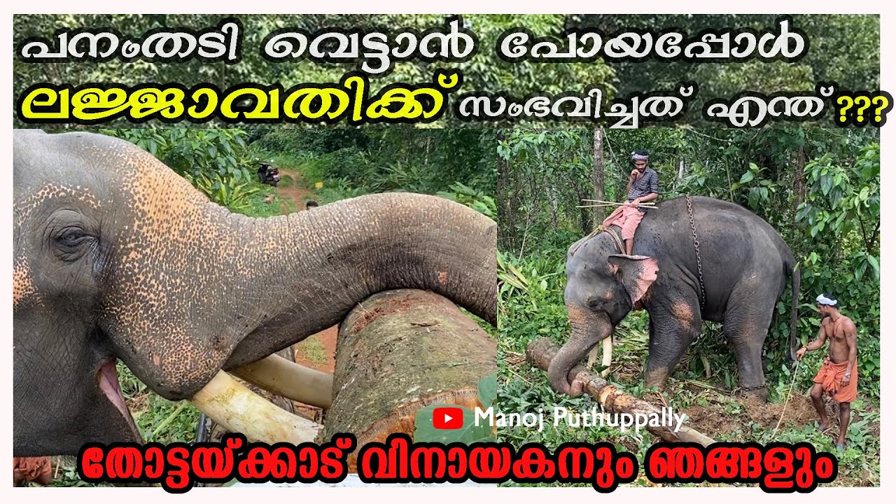 പനംതടി വെട്ടാൻ പോയപ്പോൾ ലജ്ജാവതിക്ക്  സംഭവിച്ചത്! | Thottackadu Vinayakan | Vellinezhi Kannan