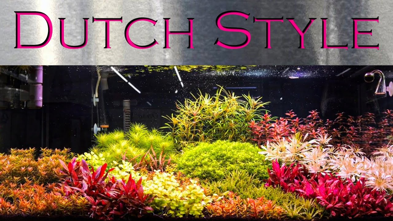 Holland-Style - Aquarium nur mit Pflanzen gestalten | Aquado-Zoo Dortmund