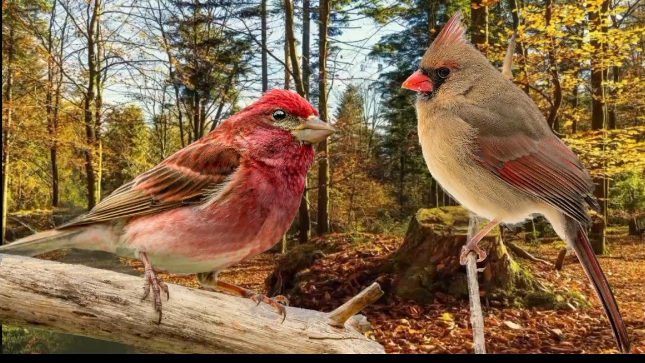 The Healing Effect of Birdsong in the Autumn Forest 🍂🍁