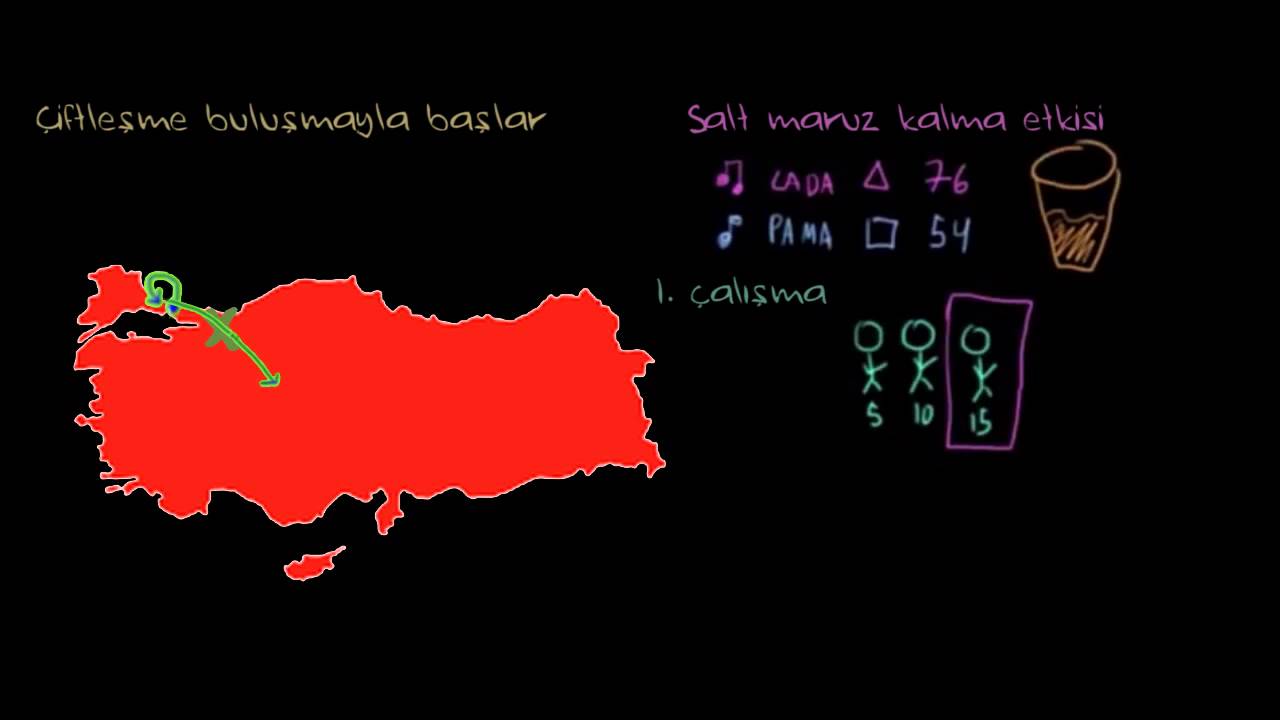 Yakınlık ve Salt Maruz Kalma Etkisi (Sosyoloji / Bireyler ve Toplum)