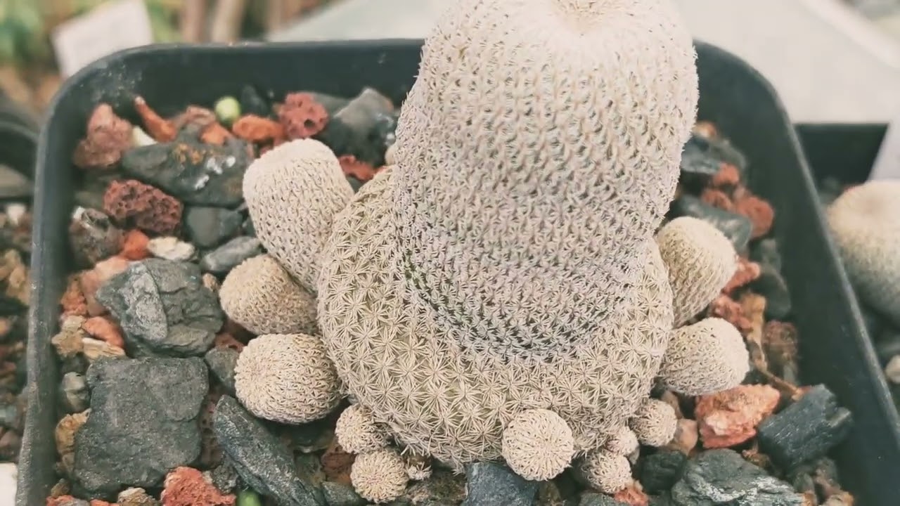 How to grow Epithelantha micromeris cactus