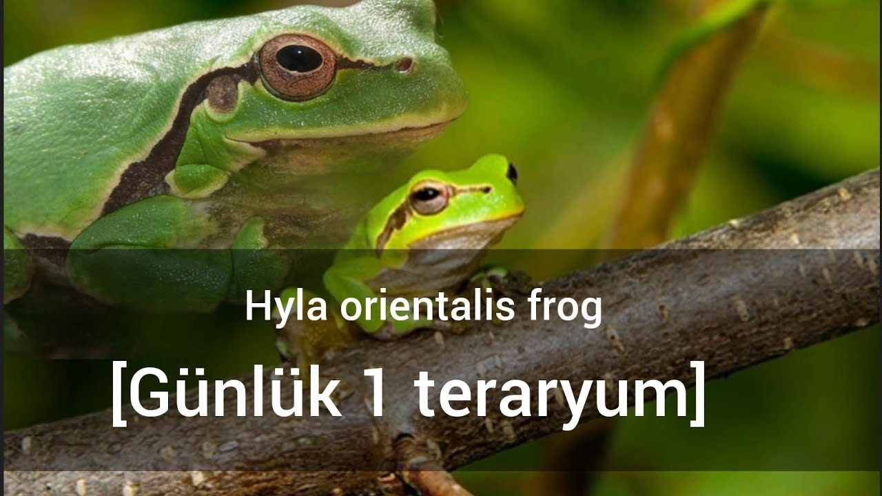 Hyla orientalis tree frog (yeşil kurba) [Günlük 1/Teraryum]