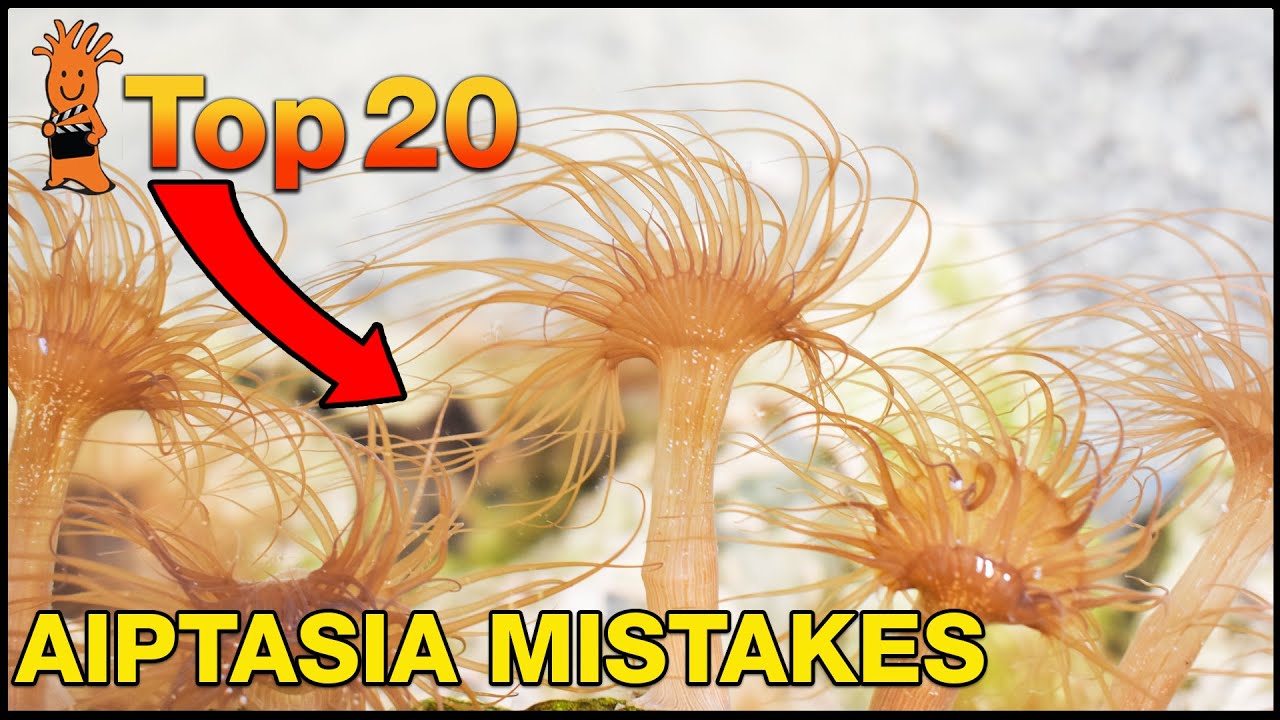 So you have Aiptasia, now what? Beat Aiptasia for good by steering clear of these mistakes!