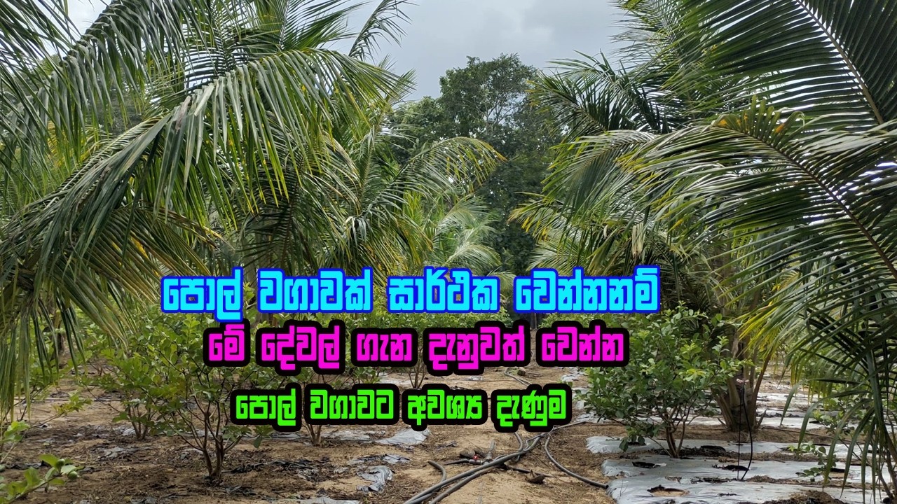 පොල් වගාවට නොවරදින මග | Pol wagawa | Coconut Cultivation #coconutbusiness #coconut