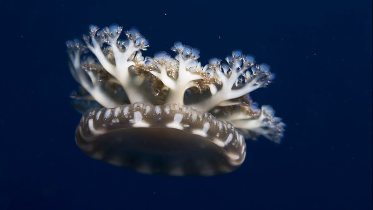 Facts: The Upside-Down Jellyfish