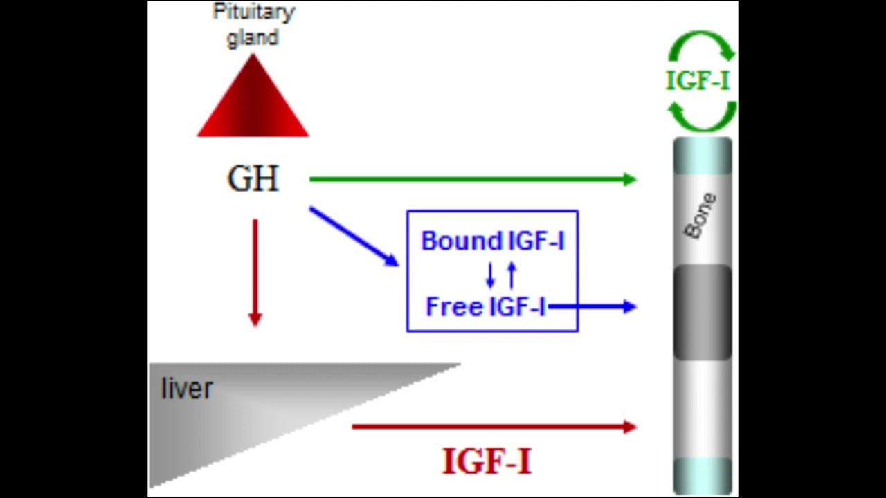 Growth Hormone & IGF-1 Release