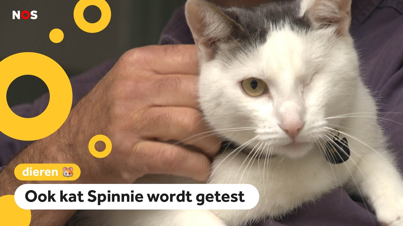 Ook honden en katten krijgen een corona-test