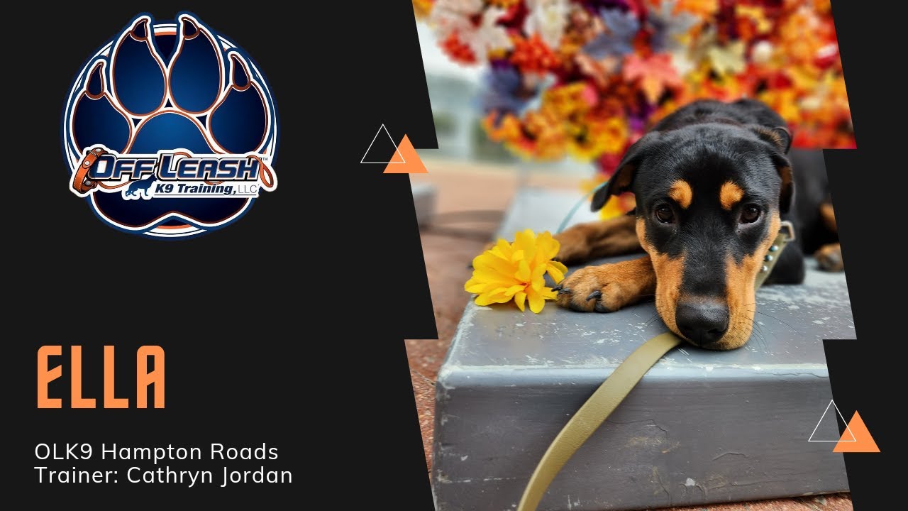 7 M/O Doberman Mix “Ella” | Crazy Puppy Learns Manners! | OLK9