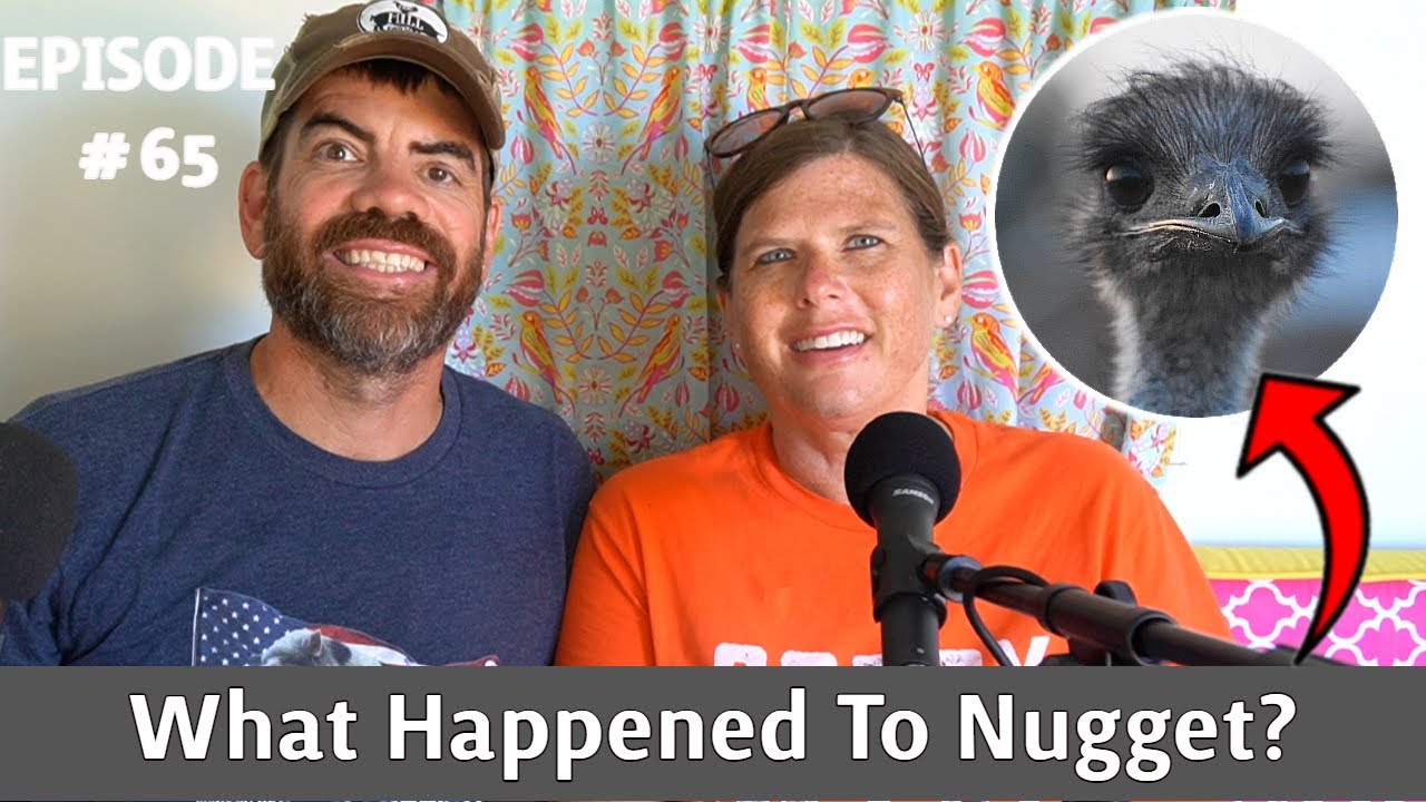 What Really Happened When Our Emu Ran Away, & Is Nugget OK??