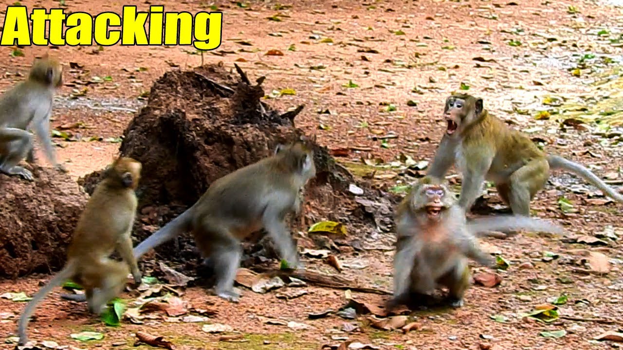 Forest Monkey & Titus Family! Poor Pregnant Toma And Her Family Got Attacked By Forest Monkey.