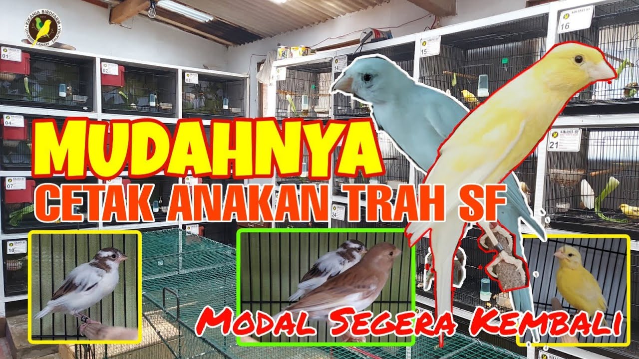 | Mudahnya Ternak Kenari Sf || CETAK ANAKAN CUKUP PAKAI BETINA LOKAL || Modal Cepat Kembali |