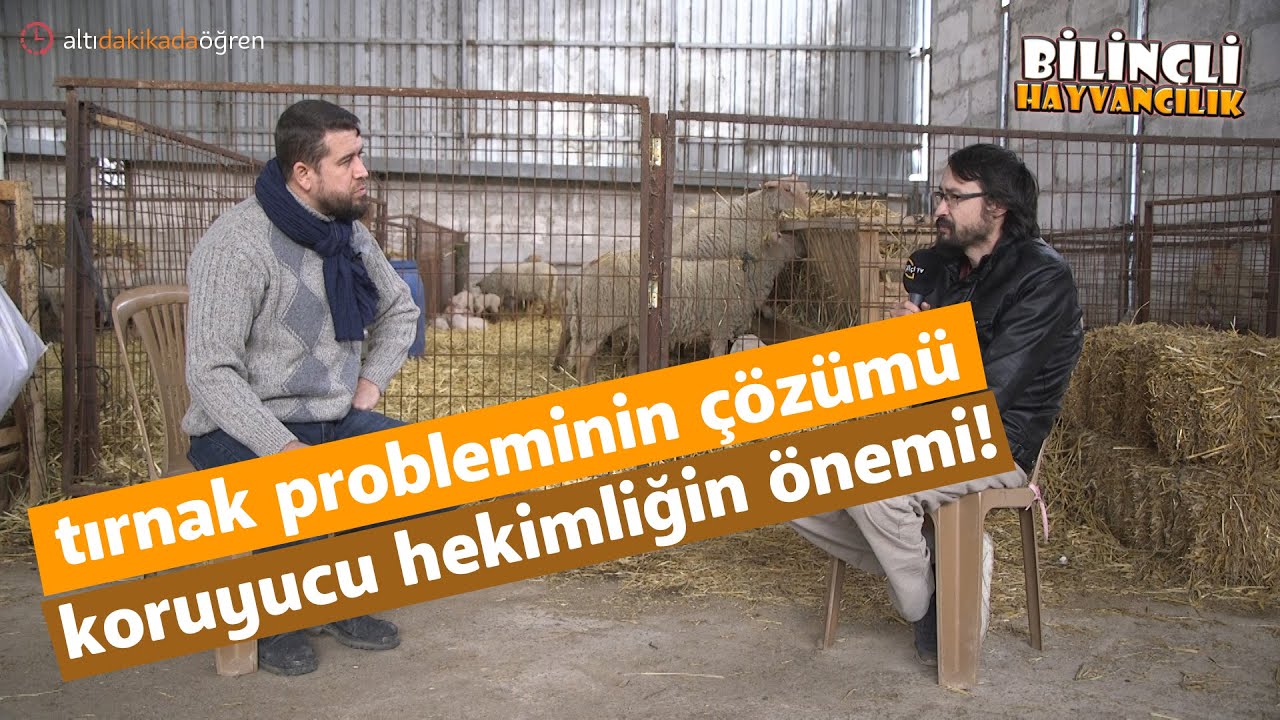 Hayvanlarda Tırnak Probleminin Çözümü - Bilinçli Hayvancılık - KISA KISA