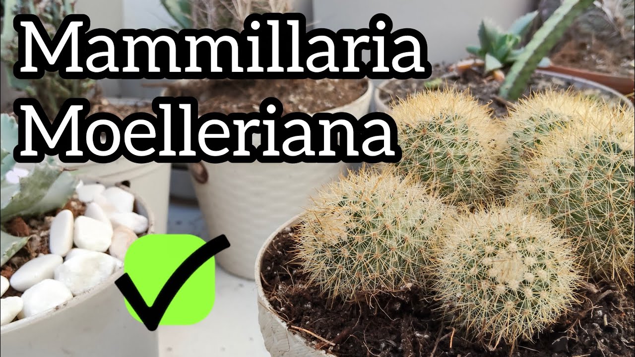 Mammillaria moelleriana - Biznaga de Moeller