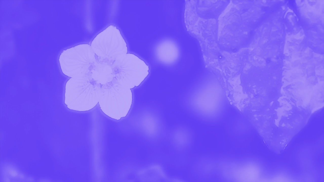 Alle Farben - Liebeslieder f&uuml;r Gespenster / Fen Violet (36)
