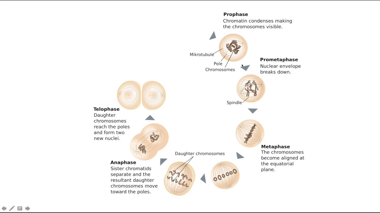 Animate cell division cycle step by step using Powerpoint