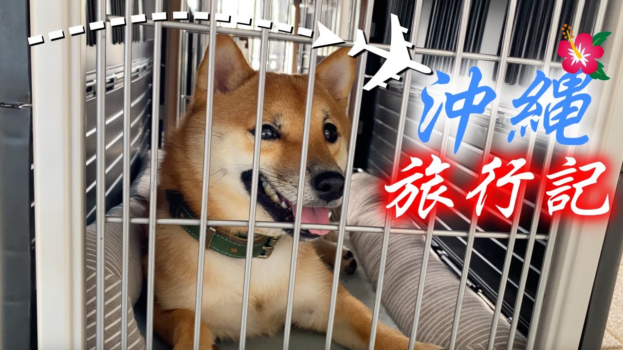 【犬と飛行機】初飛行機で沖縄を満喫する豆柴兄妹