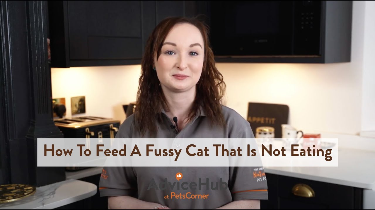 How to Feed a Fussy Cat That Is Not Eating
