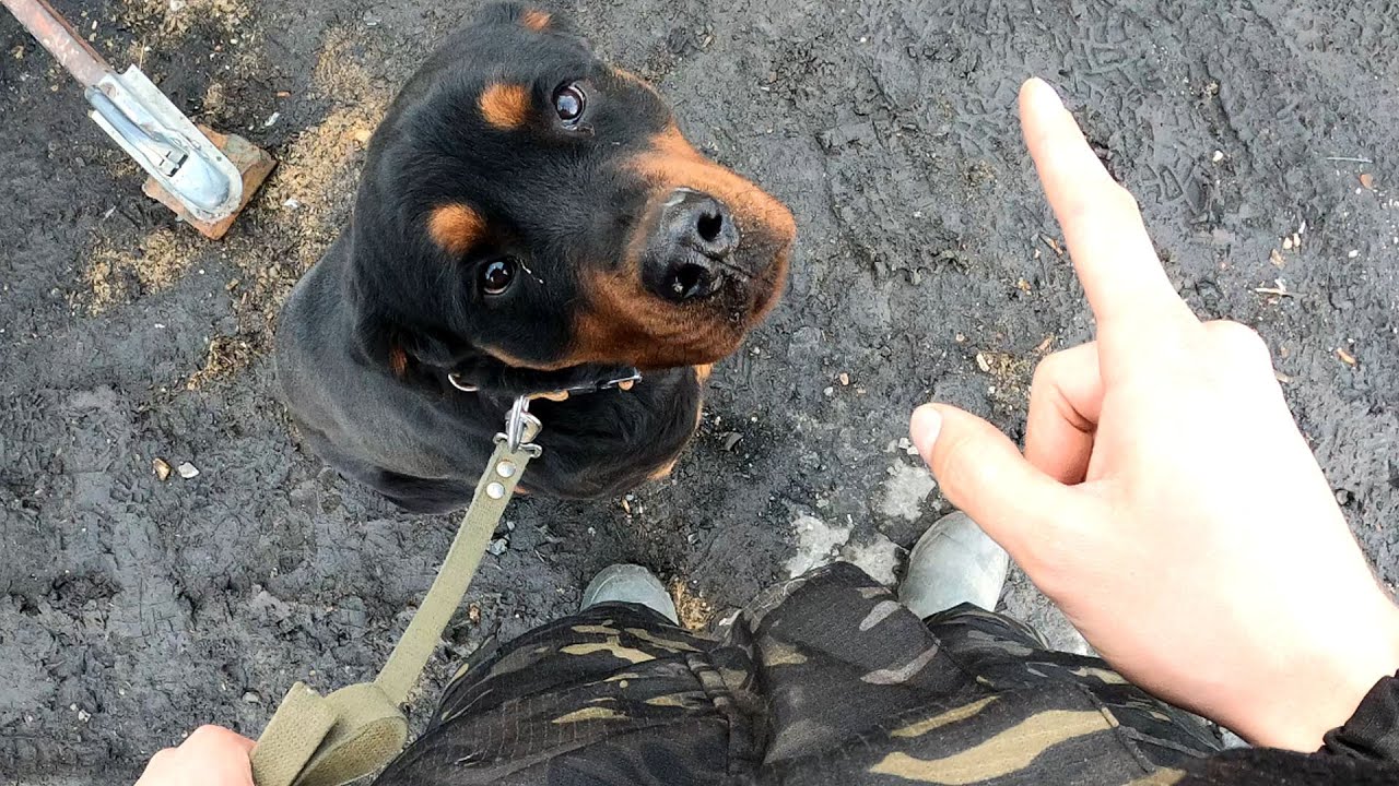 Собака подбирает с земли всякую гадость. Что делать? Ответ!