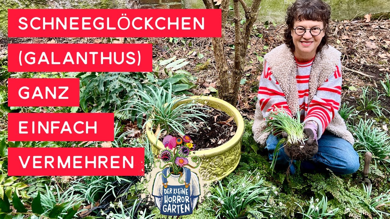 Schneeglöckchen PFLANZEN und VERMEHREN im richtigen Moment I der kleine Horrorgarten