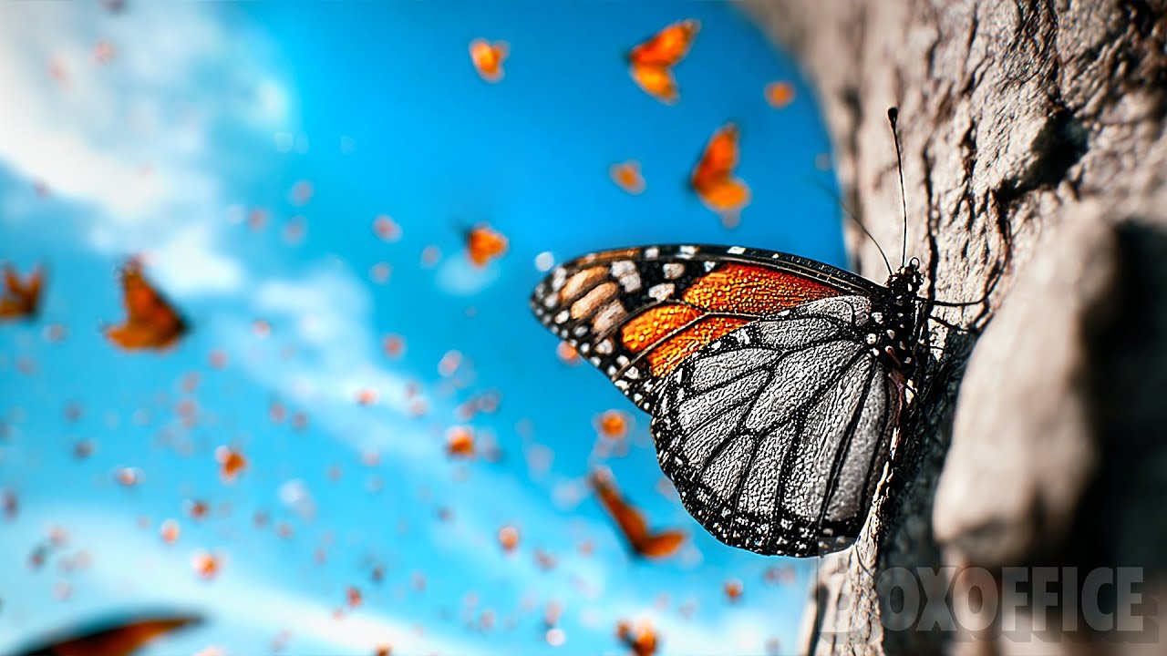 Der Flug des Monarchfalters | NATUR, TIERE | Ganzer Film | Film Komplett auf Deutsch
