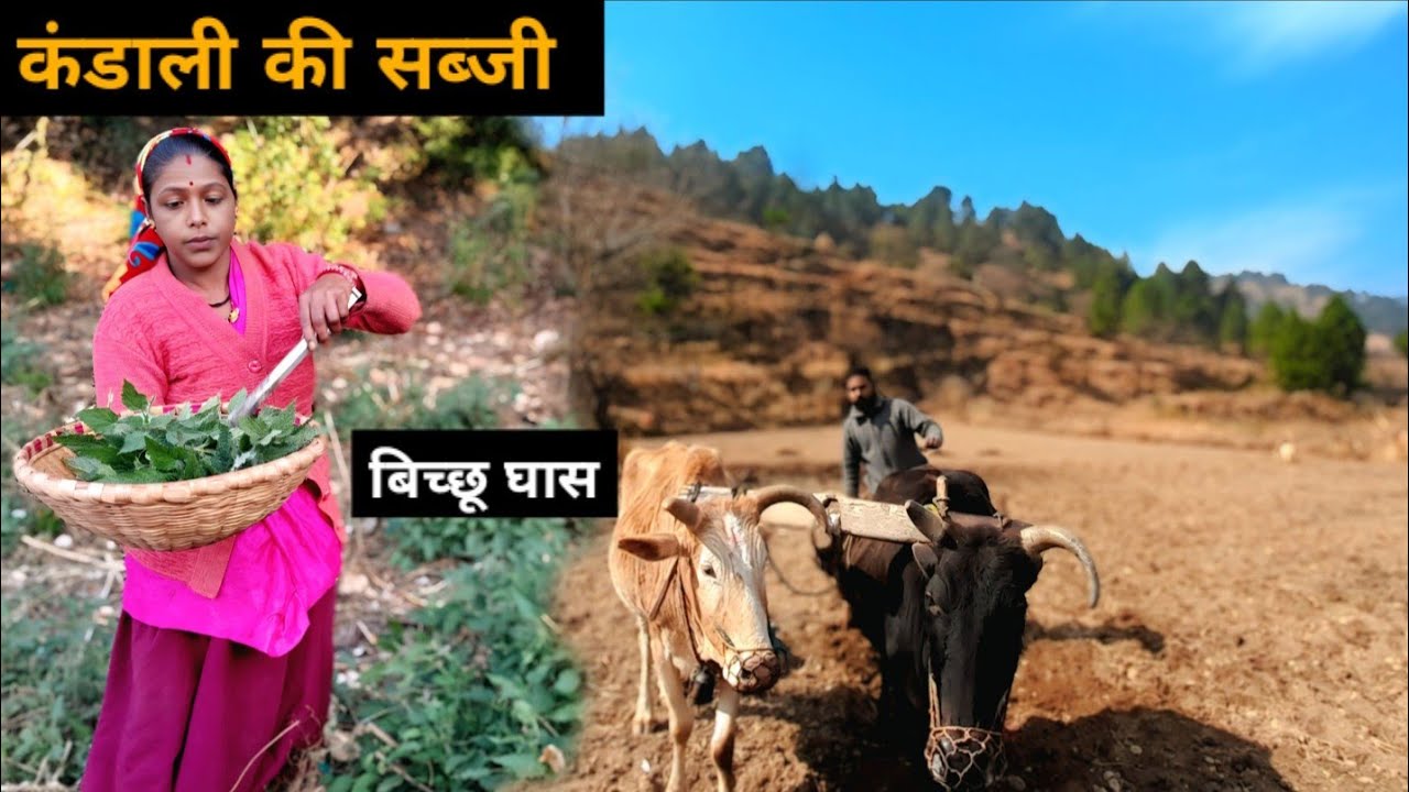 मम्मी ने बनाई कंडाली (बिच्छू घास) की सब्जी || पहाड़ी खाना पान || Bk Kohli vlogs 