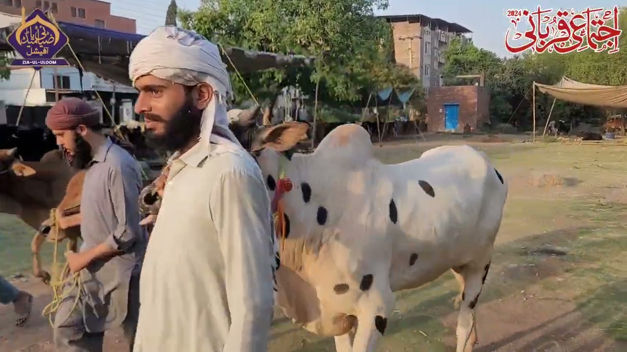 🥀اجتماعی قربانی 2024 جامعہ رضویہ ضیاءالعلوم راولپنڈی اجتماعی_قربانی  #2k24 #Qurbani #ziaulullom
