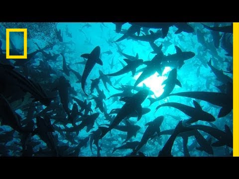 Onward: Visit the World's Largest Open-Ocean Fish Farm | National Geographic