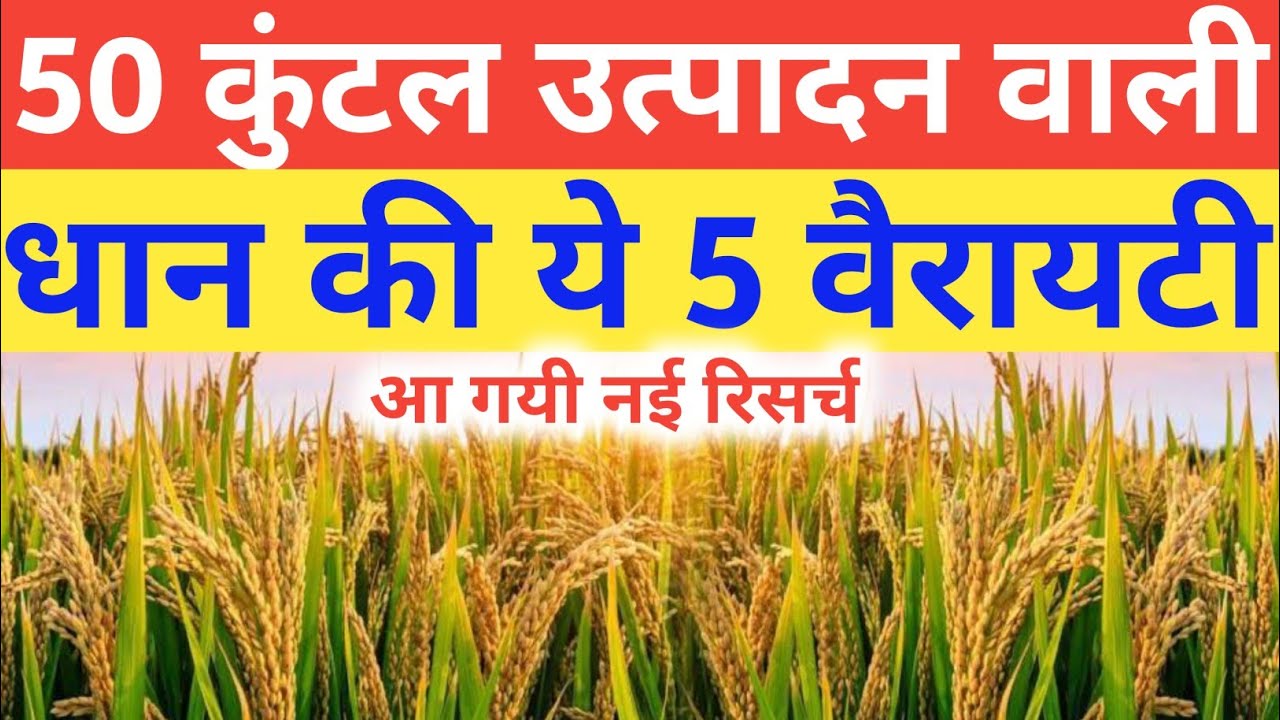 Only These 5 varieties of highest yielding rice in India | Top variety of Dhan | Top variety of rice