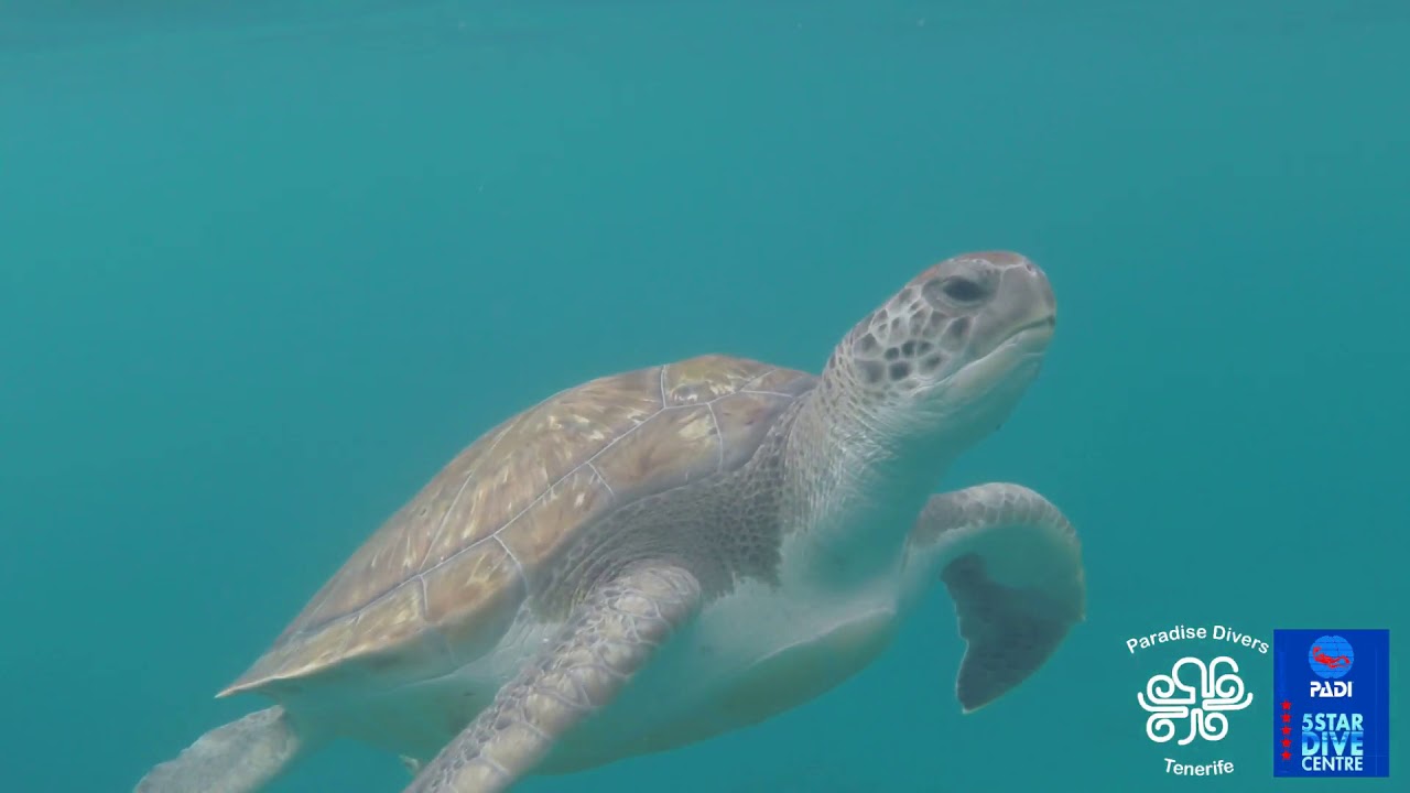 Paradise Divers   Marine Life of Tenerife