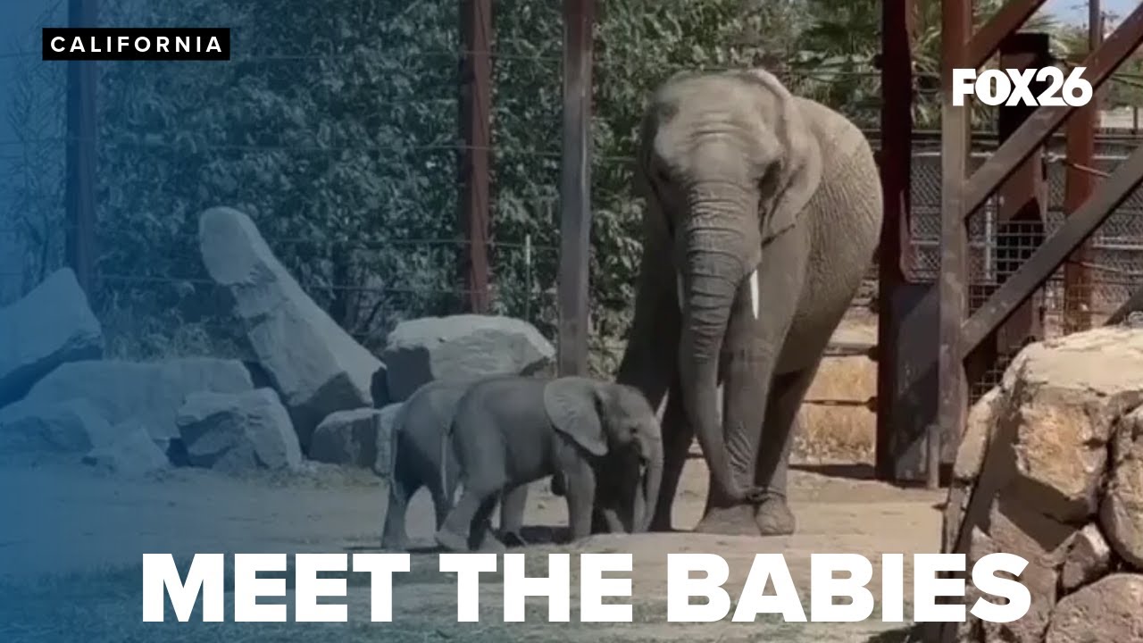 First day out for the babies. 2 elephant calves made their debut Friday at the zoo