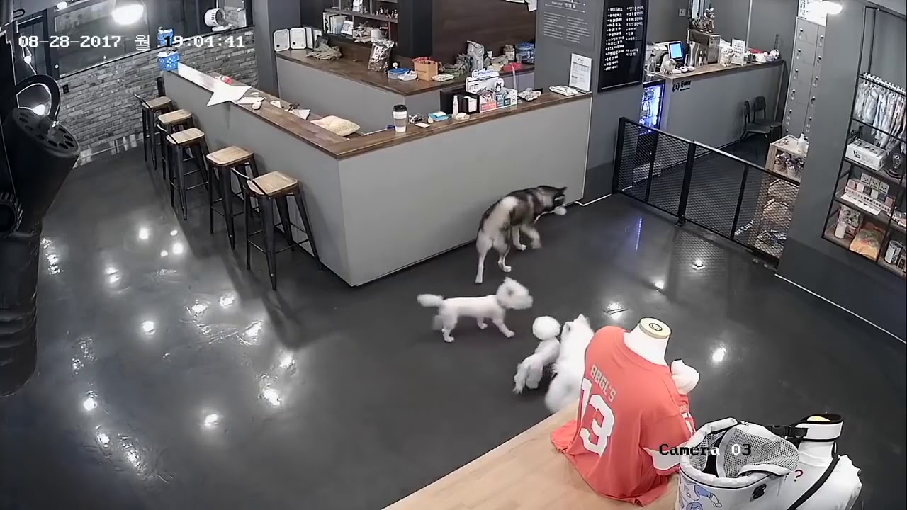 Hund t&ouml;tet kleinen Hund😭