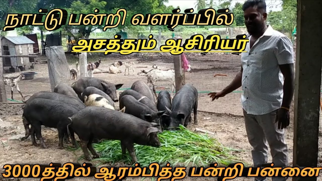 நாட்டு பன்றி வளர்ப்பு மற்றும் புதிதாக தொழில் தொடங்க ஆலோசனை !! How to start pig farming ??