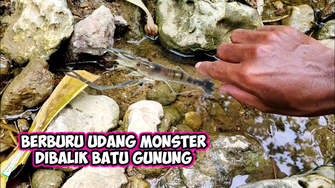 BERBURU UDANG MONSTER DIBALIK BATU GUNUNG untuk dipelihara di akuarium kerajaan udang