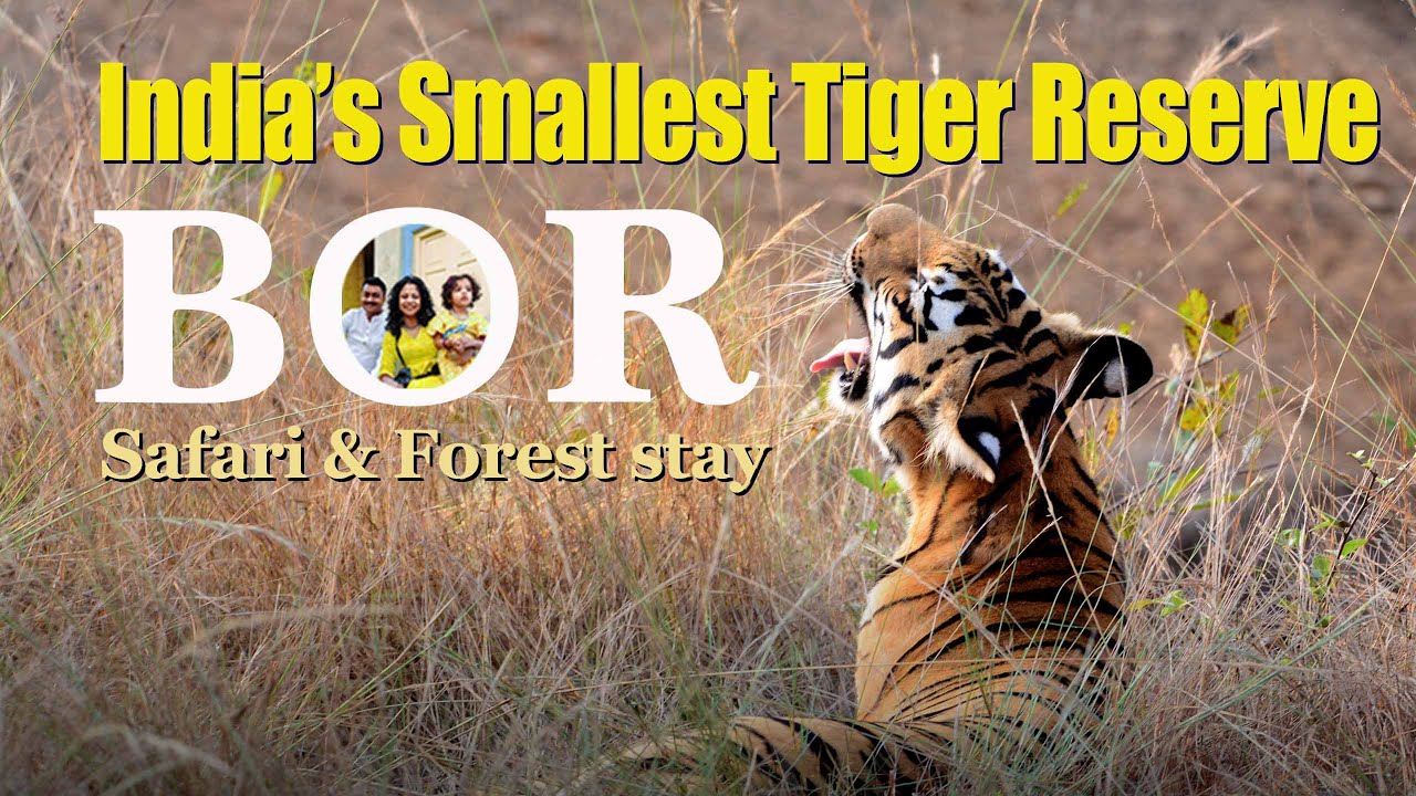 Safari in India's smallest tiger reserve | Super sighting of wildlife | Forest stay | BOR Nagpur EP1
