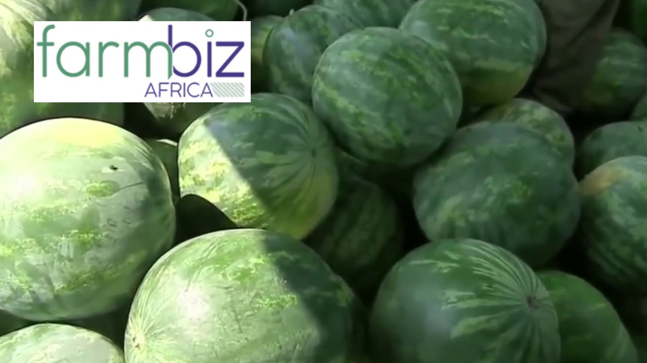 Sukari F1 the most popular watermelon variety in Kenya.