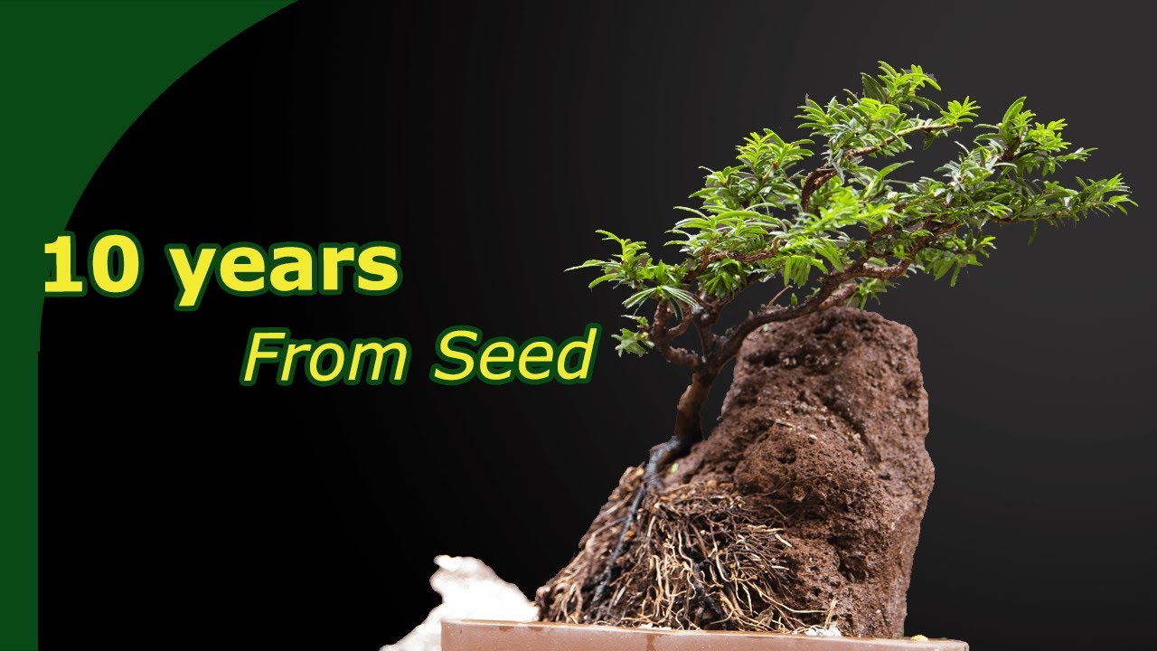 Unwrapping Root-Over-Rock windswept Taxus